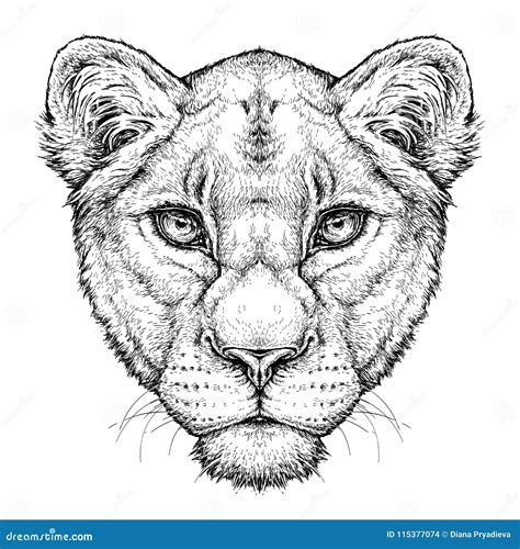 Hand Drawn Portrait Of Lioness Vector Illustration Isolated On White