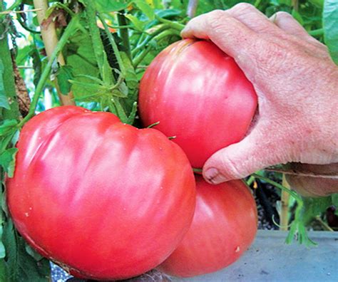 Buy Tomato Brandywine Pink Lycopersicon Esculentum Indeterminate