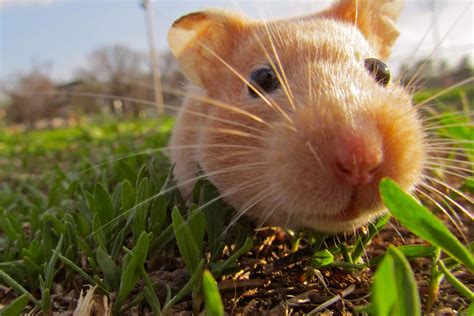 Download Close Up Cute Hamster Pictures
