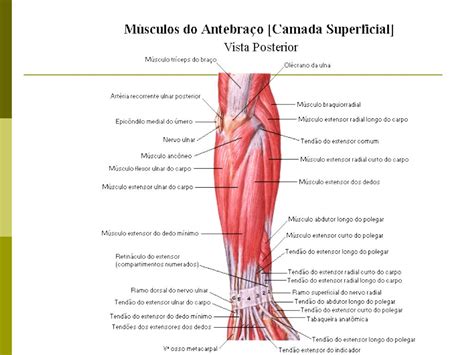 Musculos Supinadores Do Antebraço