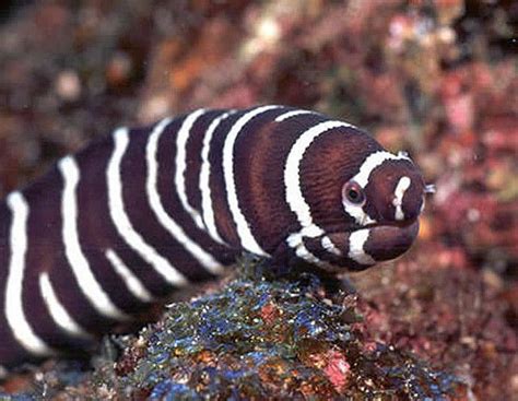 Striped Moray Eel Beautiful Sea Creatures Marine Animals Ocean Animals