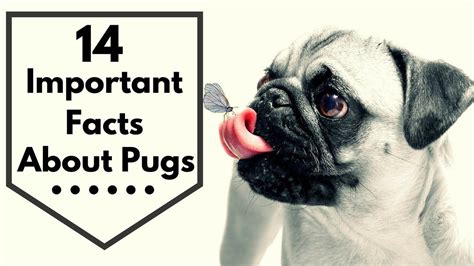 14 Important Facts About Pugs Every New Mom Should To Know Youtube