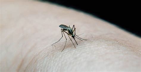 Alerta Por Virus Mortal Transmitido Por Mosquitos En Una Parte De