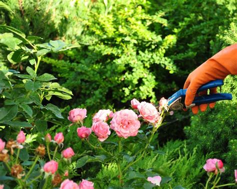 Garden Pruning Tips Yates Gardening