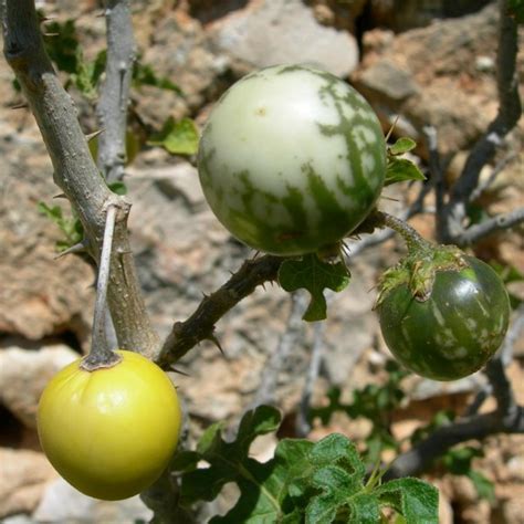 Semillas tomatillo del Diablo (Solanum linnaeanum) - Precio €1.95