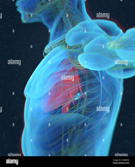 Anatomy Illustration Of Heart Inside Body 3d Body 3d Illustration