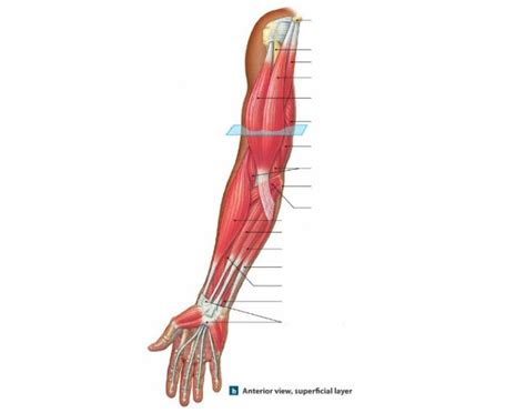 Anterior View Arm Muscles