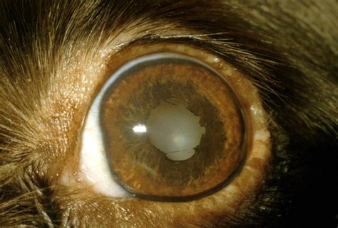 Eye Iris Atrophy In Dogs Canis Vetlexicon
