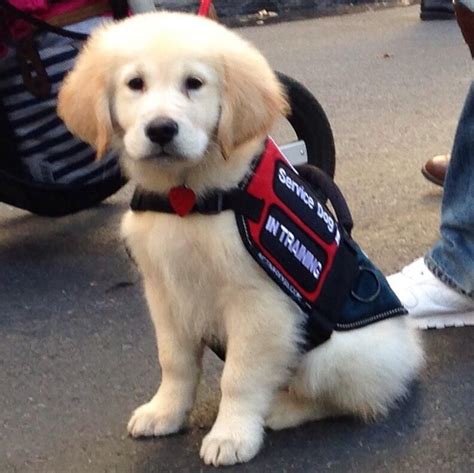 From potty training to obedience, you won't have. English Cream Golden Retriever Puppy service dog in ...