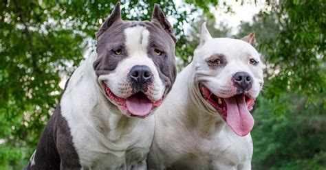 You Can Now Own Pit Bulls In Denver As City Ends Its 30 Year Old Ban On