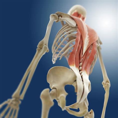 Back Muscles Photograph By Springer Medizin Science Photo Library My