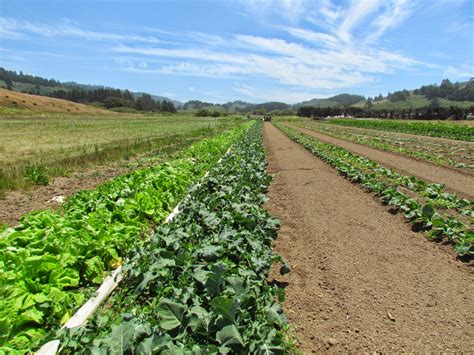 Jun 12, 2021 · napa cabbage, or brassica rapa subsp. Seed Revolution Now!: Broccoli and Napa Cabbage On-Farm ...
