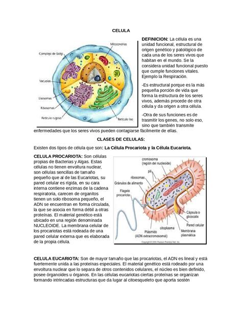 Partes De Una Celula