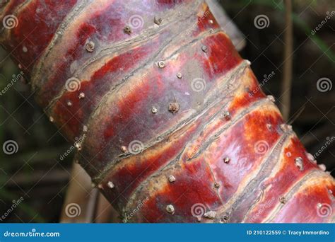 Close Up Of The Reddish Brown Tree Trunk In Maui Stock Image Image Of