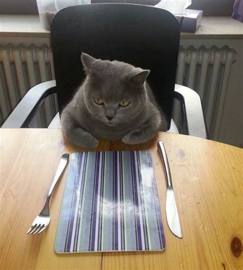 Hungry Cat Blank Template Imgflip