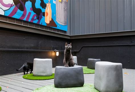 Koneko Cat Cafe « Inhabitat - Green Design, Innovation ...
