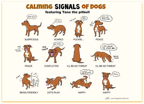 Can You Recognize A Dogs Calming Signals Dogs Use And Read Calming