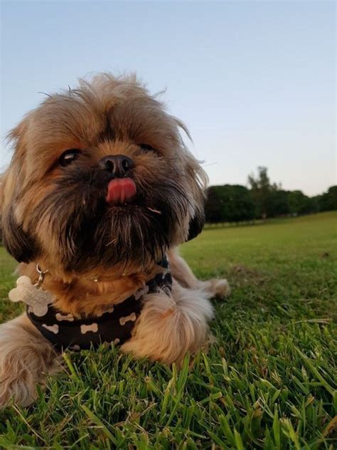 The 25 Cutest Pictures Of Imperial Shih Tzus The Paws In 2022 Shih