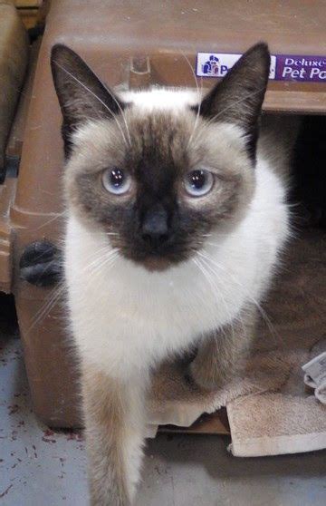 Siamese Kittens Cats And Kittens Like Animals Animals And Pets Cat