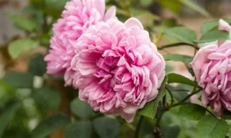 Cabbage Rose Rosa X Centifolia Tips For Cutting Planting And Propagating