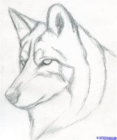How To Draw A Wolf Head Mexican Wolf Step By Step Forest Animals
