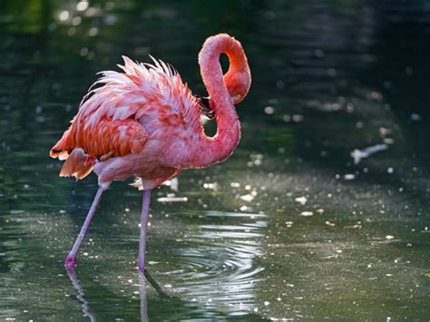 All flamingos belong to the bird family phoenicopteridae, and they are the only members of that scientific bird family. 40 Beautiful Pictures of Pink Flamingo Birds - Tail and Fur