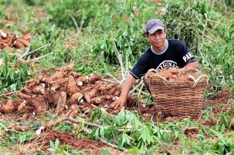 Menanam Ubi Kayu Dilakukan Dengan Cara