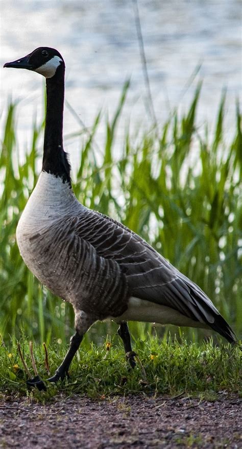 About Wild Animals Picture Of A Canada Goose Pet Birds Canadian