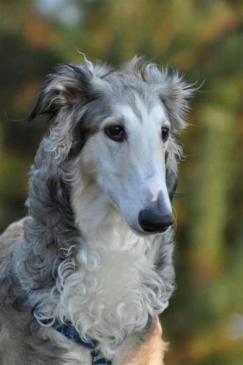 1000 Images About Greyhound Saluki Whippet Afghan Hound Borzoi
