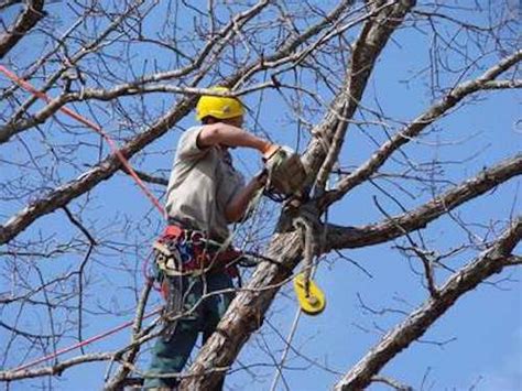 Have a damaged or dead tree? Tree Service, Tree Removal, Tree Trimming, Alexandria VA