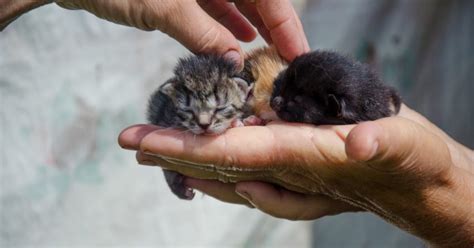Maybe you would like to learn more about one of these? How Can You Tell How Old a Kitten Is? Follow These 8 Tips ...