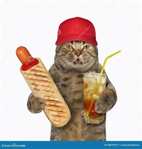 Cat Likes Hot Dog With Juice Stock Image Image Of Drink Animal