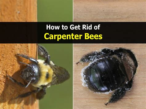 If it is mostly black, then it is a carpenter bee. How to Get Rid of Carpenter Bees