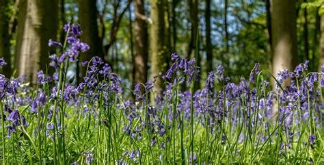 Experience A Bluebell Walk In Hampshire