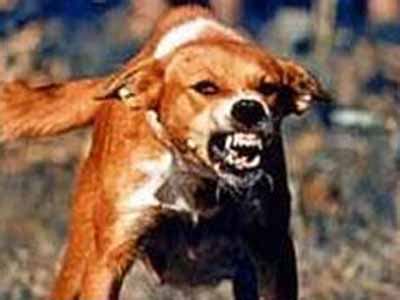 Be Aware of Rabies Disease |Pharm.D India