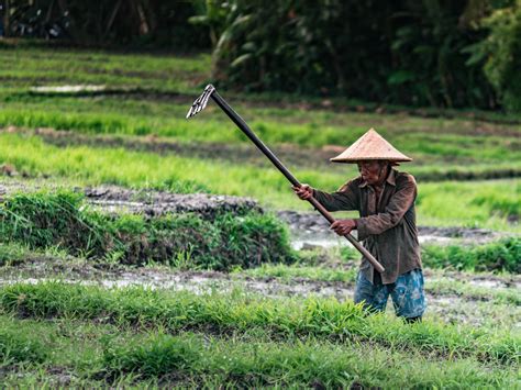 5 Contoh Kegiatan Agrikultur Di Masyarakat Indonesia Bidang Pertanian