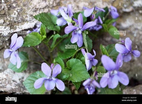 Wild Purple Violets In The Gardenspring Violets With Delicate Petals