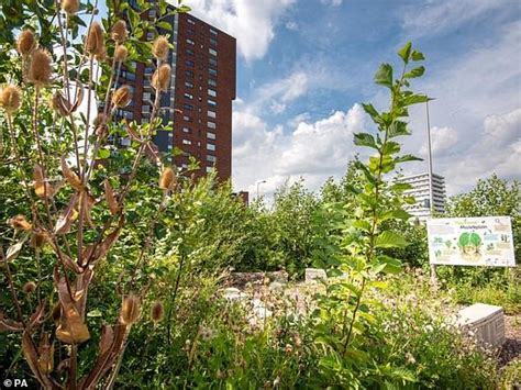 Uk´s First Tiny Forest´ To Be Planted To Help Climate And Nature