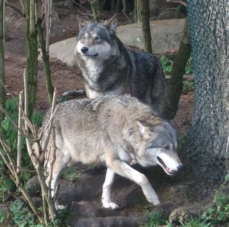 Wolf Tierpark Hellabrunn Der Beutelwolf Blog