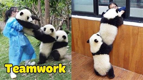 Panda Teamwork Aww Cute Panda Funniest Animals Compilation In 2020