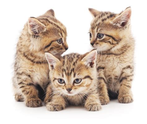 Three Cute Kittens Hd Picture Free Download