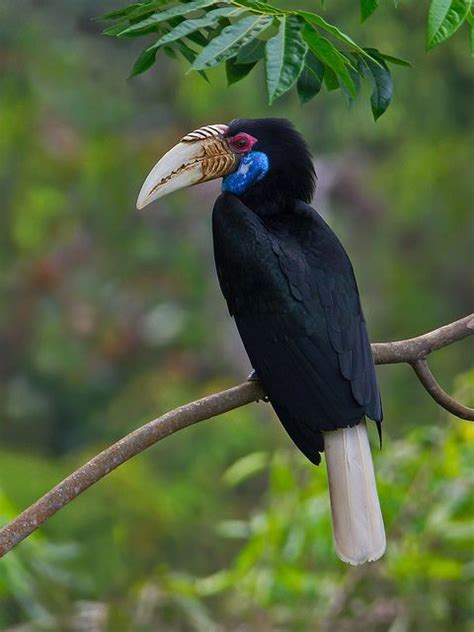 Wreathed Hornbill Birds Most Beautiful Birds Wild Birds