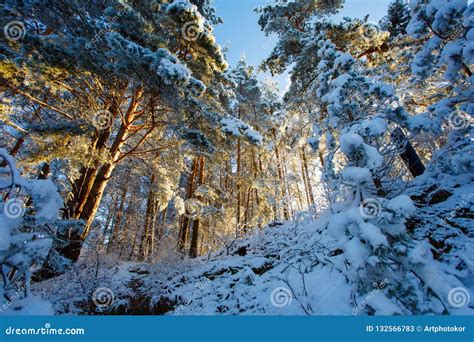 Coniferous Forest Growing On Snowy Hill Winter Tree Landscape Stock