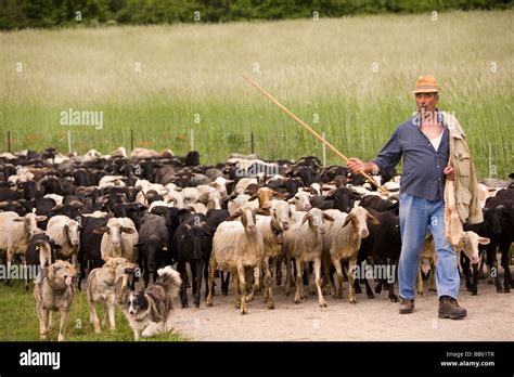 Shepherd With Sheep Dogs Leading His Flock Of Sheep From Grazing In
