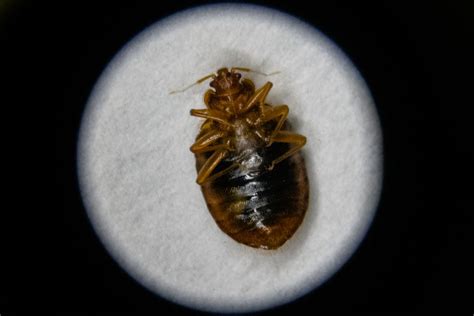 What Us Cities Have Worst Bed Bug Infestations Pest Control Company Orkin Lists Its Top Picks