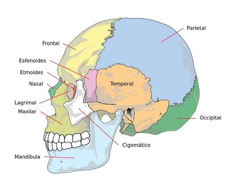 Huesos De La Cabeza Y El Cráneo Anatomía Funciones Y Características