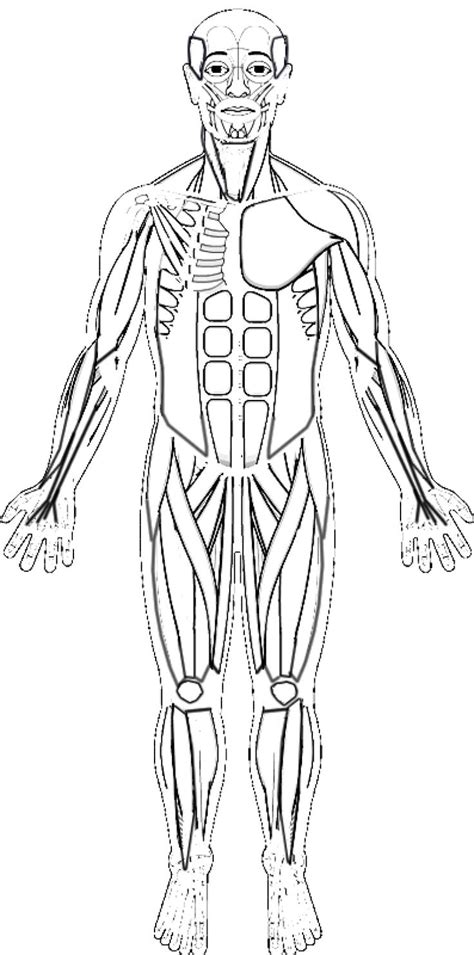 Full Body Muscular Diagram Pdf Fill In The Blank Full Body Muscle