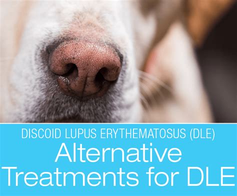 Canine Dle Alternative Treatments Treating Collie Nose Complex Systems