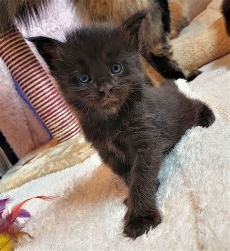 Pedigree Maine Coon Kittens, GCCF Registered | Woking, Surrey | Pets4Homes