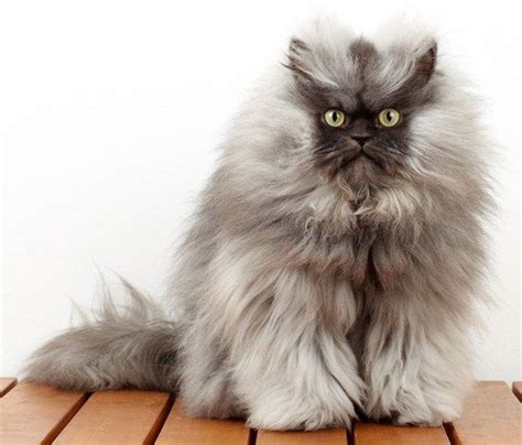 16 Super Fluffy Animals That Are Too Cute For Words Fluffy Cat